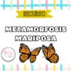 METAMORFOSIS MARIPOSA